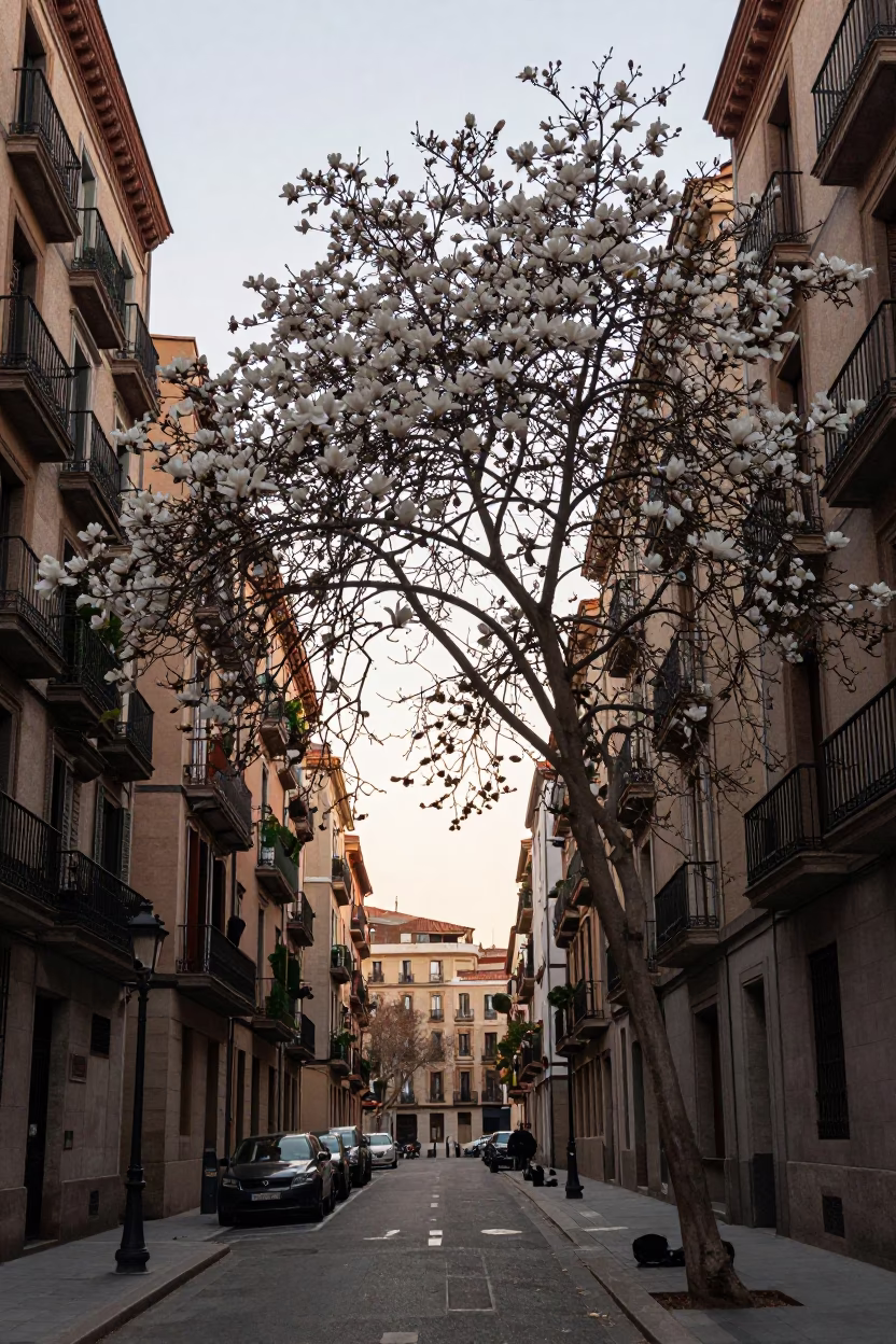 Early Evening Barcelona Street Scene with Magnolia Tree and Urban Architecture in in Barcelona, Spain
