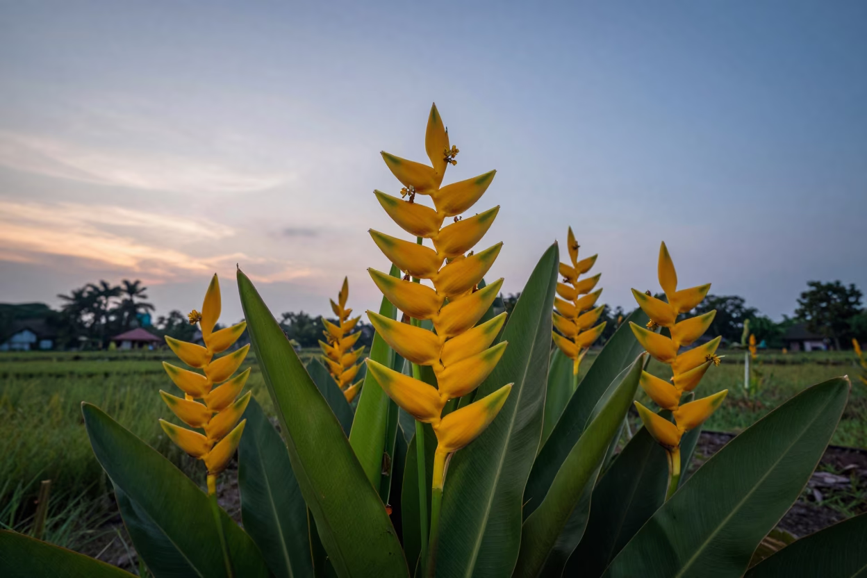 Early Evening in Yogyakarta at The Early Evening Light in in Yogyakarta, Indonesia