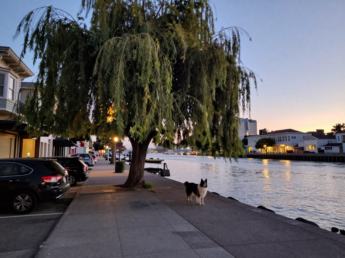 Early Evening San Francisco Street Scene with Willow Tree and Collie Dog in in San Francisco, California, United States