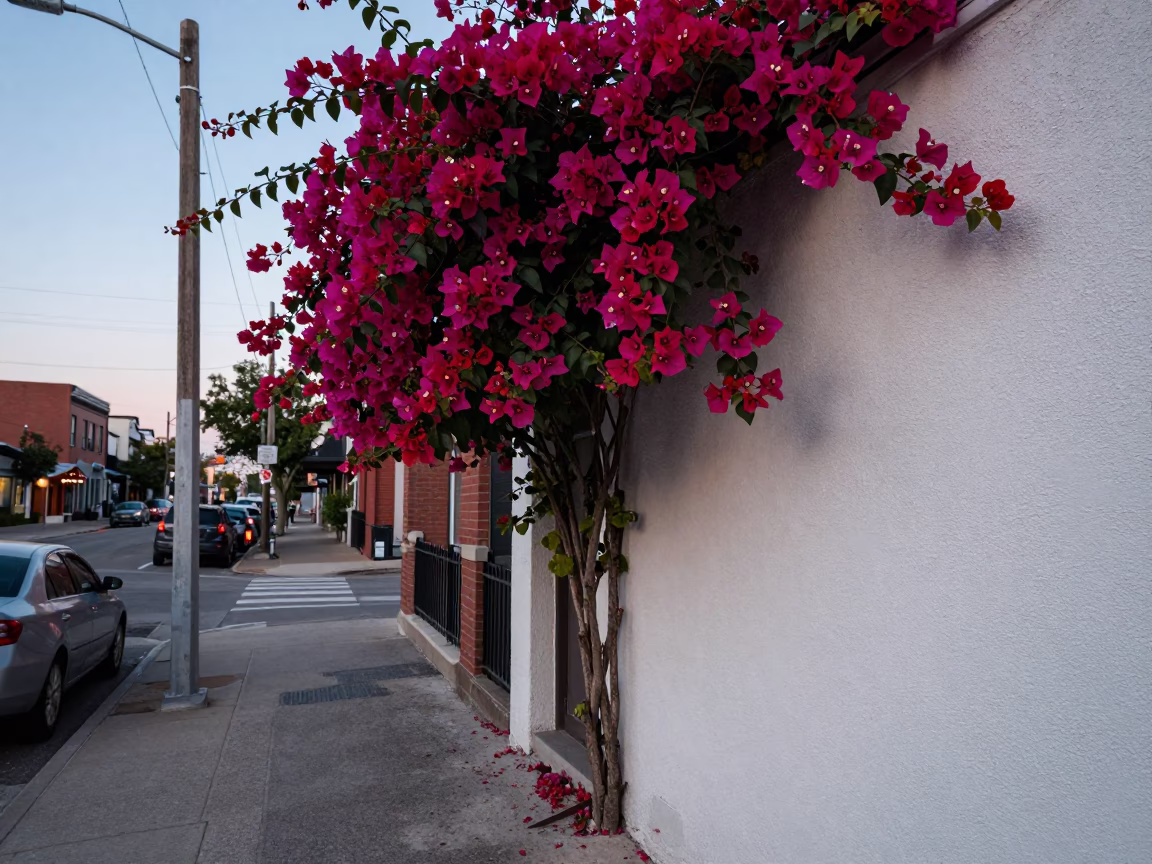 Early evening Toronto street scene with bougainvillea and urban architecture in in Toronto, Ontario, Canada