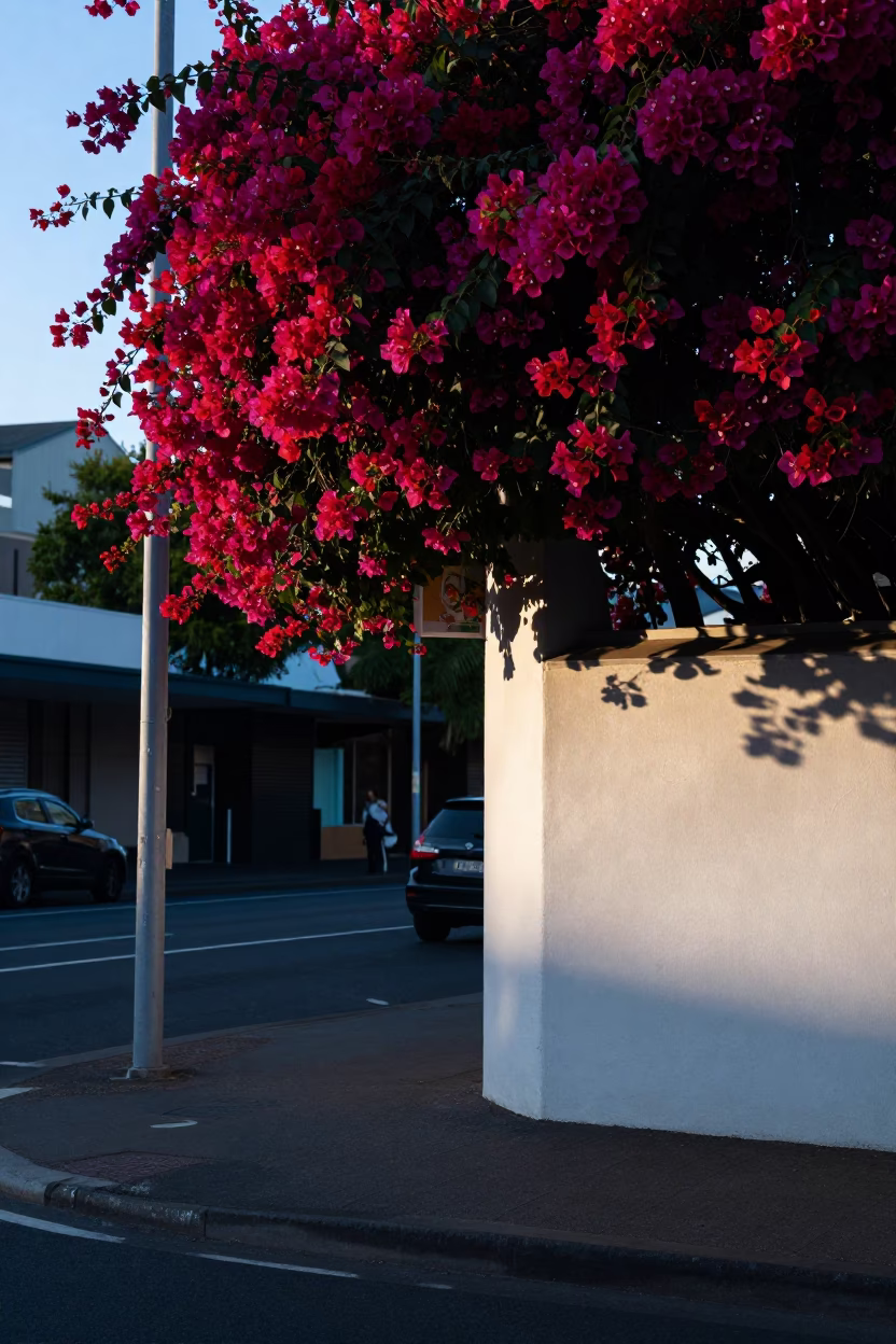 Early Morning Adelaide Street Scene with Bougainvillea and Urban Details in in Adelaide, South Australia, Australia
