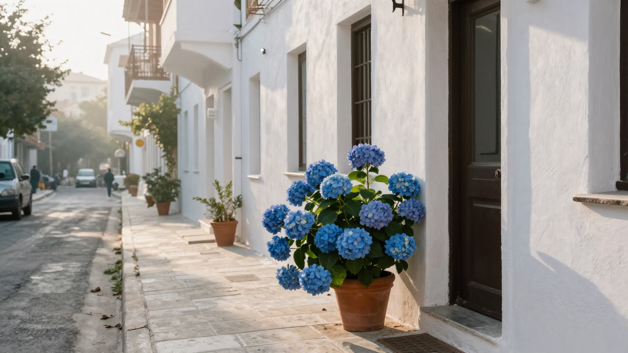 Early Morning Athens Street Scene with Hydrangeas and Coffee Shop Awning in in Athens, Greece