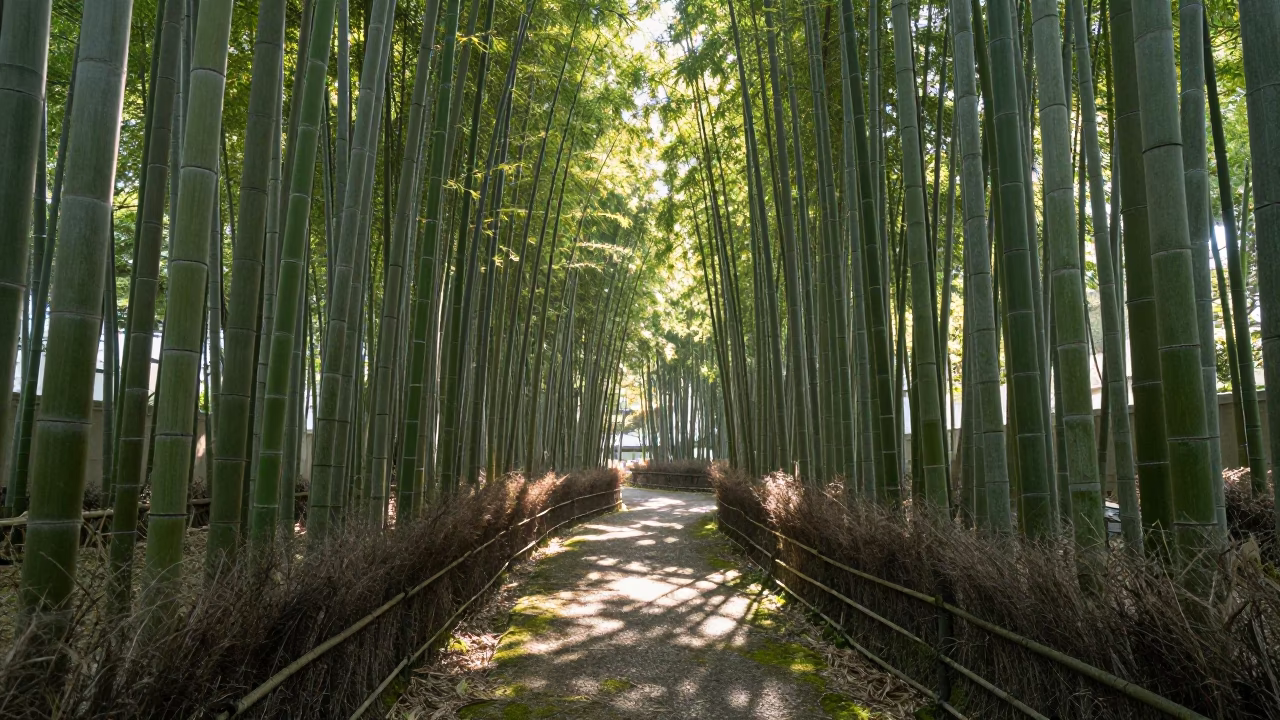 Early Morning Bamboo Grove Light Filtering Through Stalks in Tokyo Japan in in Tokyo, Japan