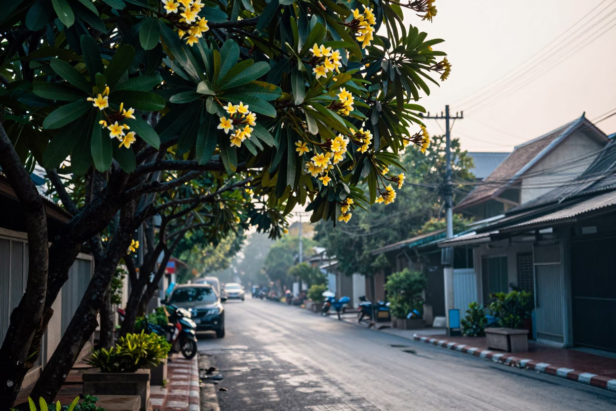 Early Morning Bangkok Street Scene with Frangipani Tree and Local Morning Routine in in Bangkok, Thailand