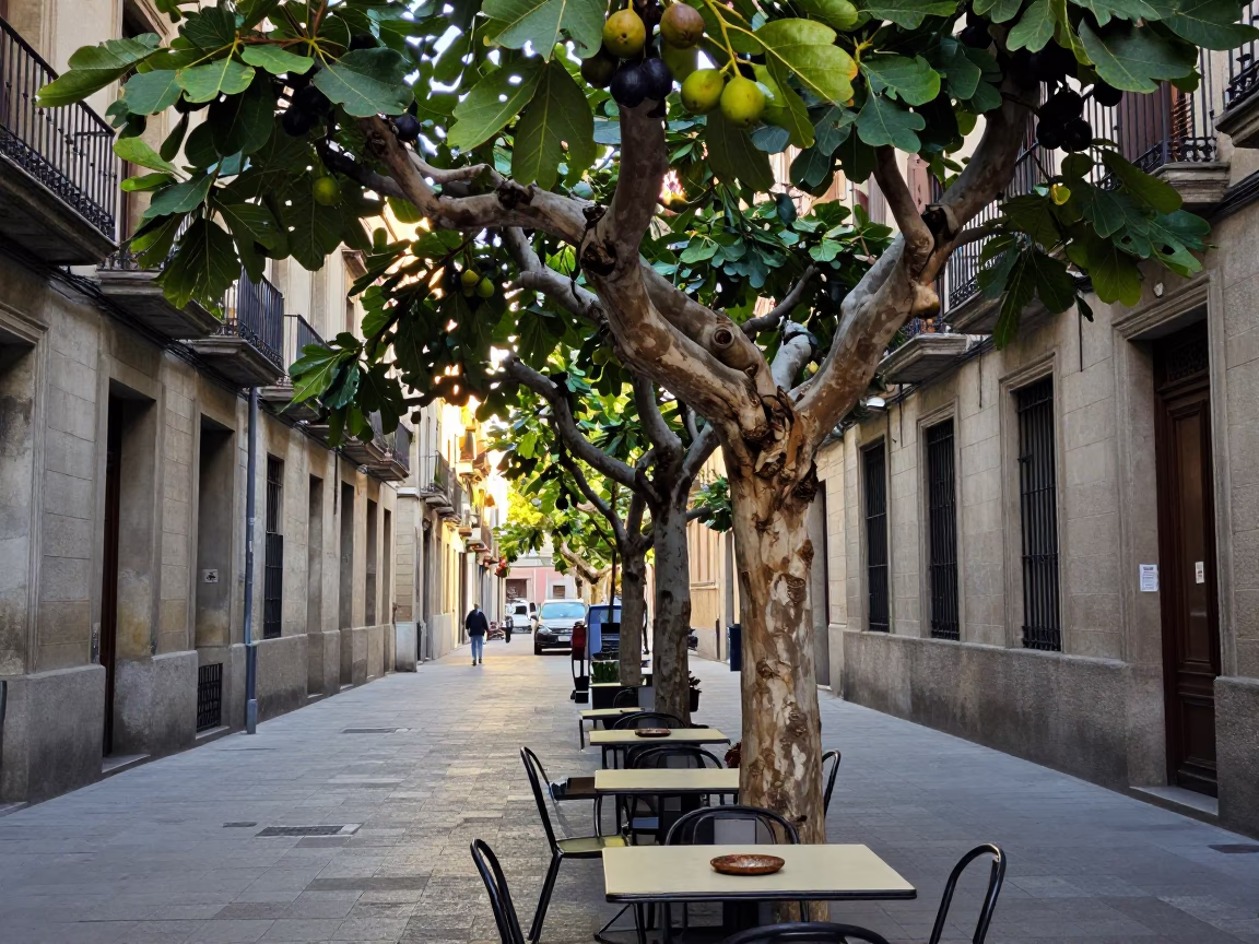 Early Morning Barcelona Street Scene with Fig Tree and Rusty Saucer in in Barcelona, Spain