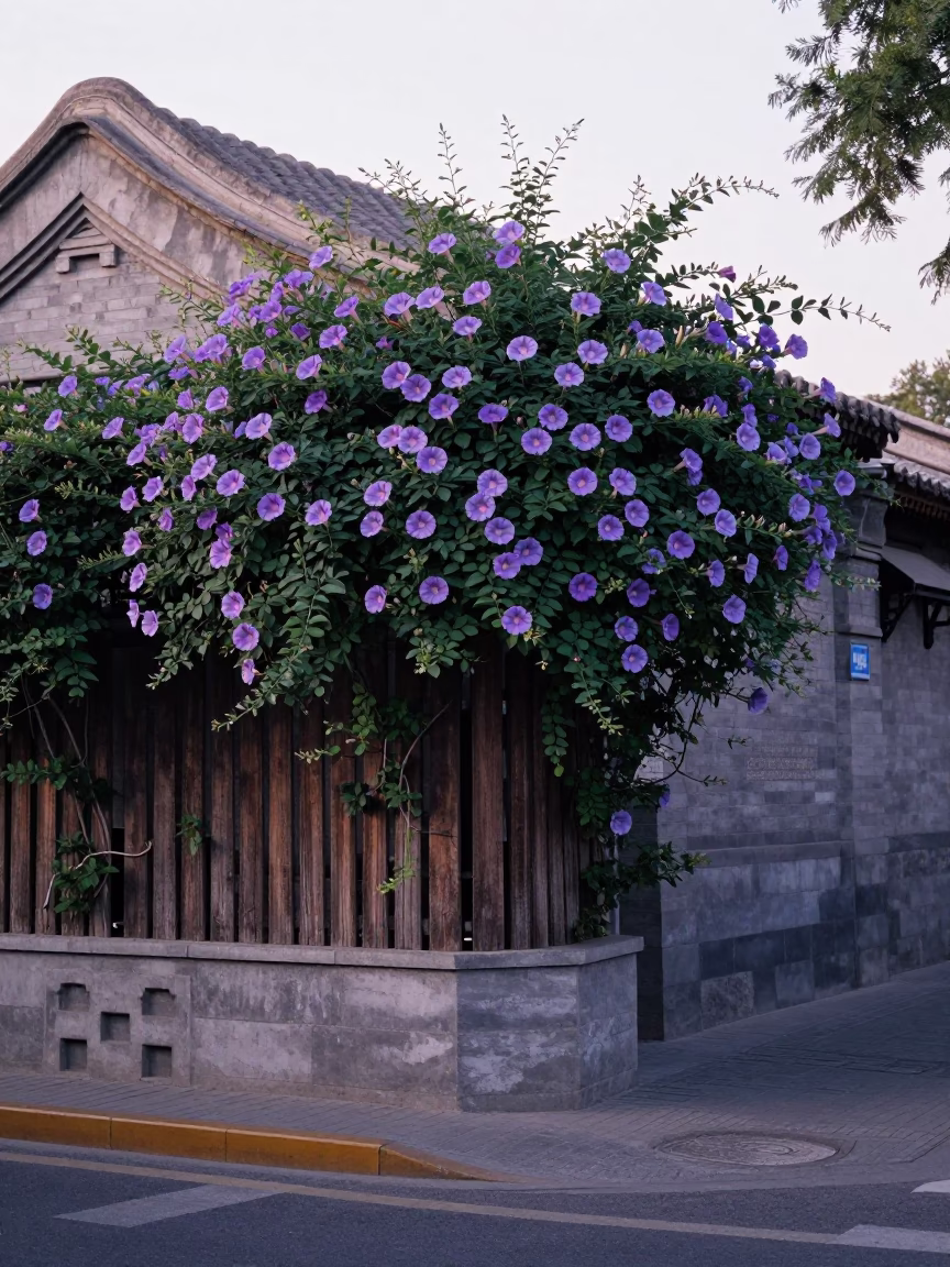 Early Morning Beijing Street Scene with Morning Glory Fence and Newspaper Vendor in in Beijing, China