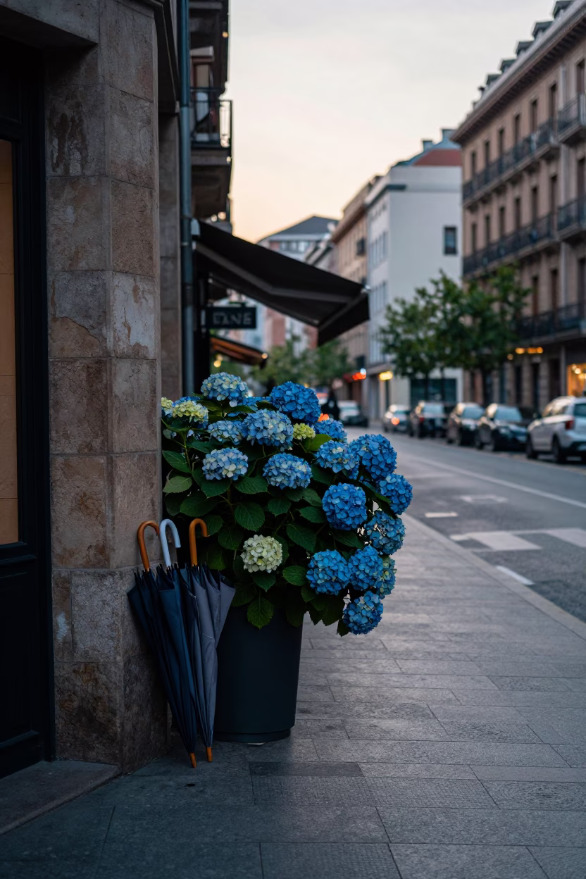 Early Morning Bilbao Street Scene with Umbrellas and Hydrangea Bushes in Pre-Dawn Light in in Bilbao, Spain