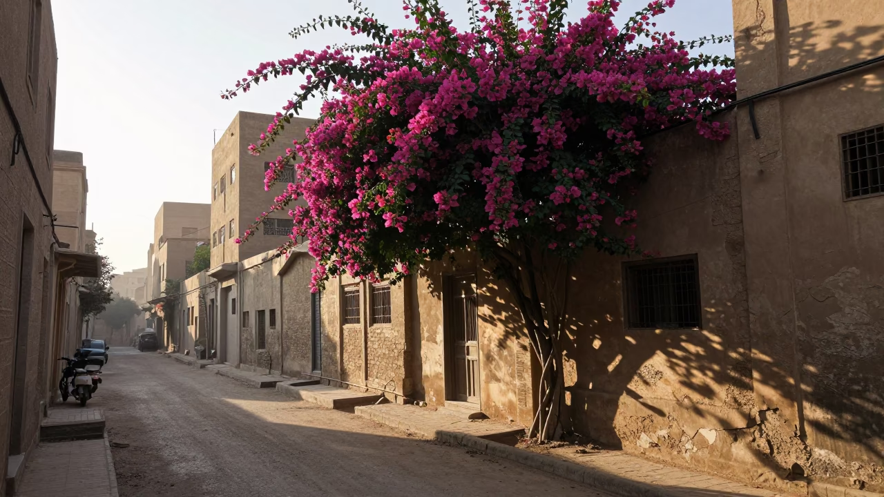 Early Morning Cairo Street Scene with Bougainvillea and Sun Hats in in Cairo, Egypt