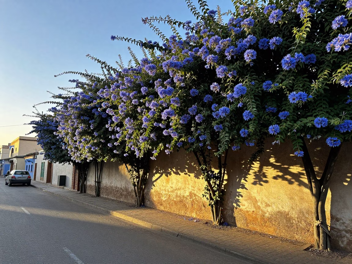 Early Morning Casablanca Street Scene with Plumbago Hedge and Weathered Doorway in in Casablanca, Morocco