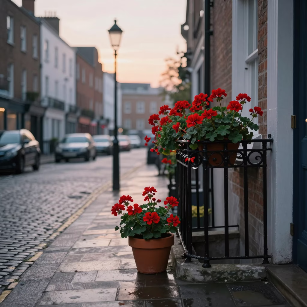 Early Morning Dublin Street Scene with Potted Geraniums and Brushed Steel Railings in Ireland in in Dublin, Ireland