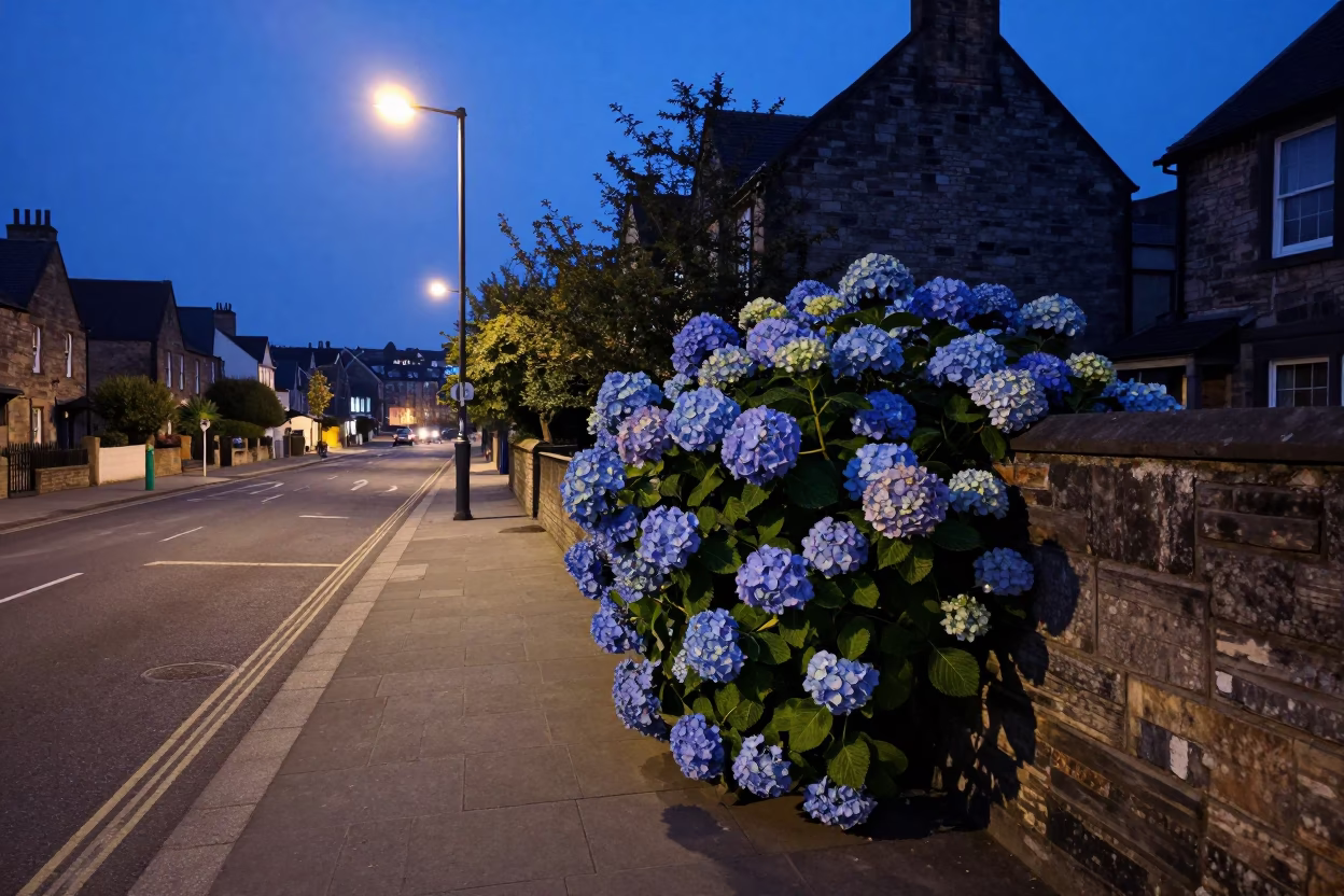 Early Morning Edinburgh Street Scene with Hydrangeas and Suburban Substation in in Edinburgh, United Kingdom