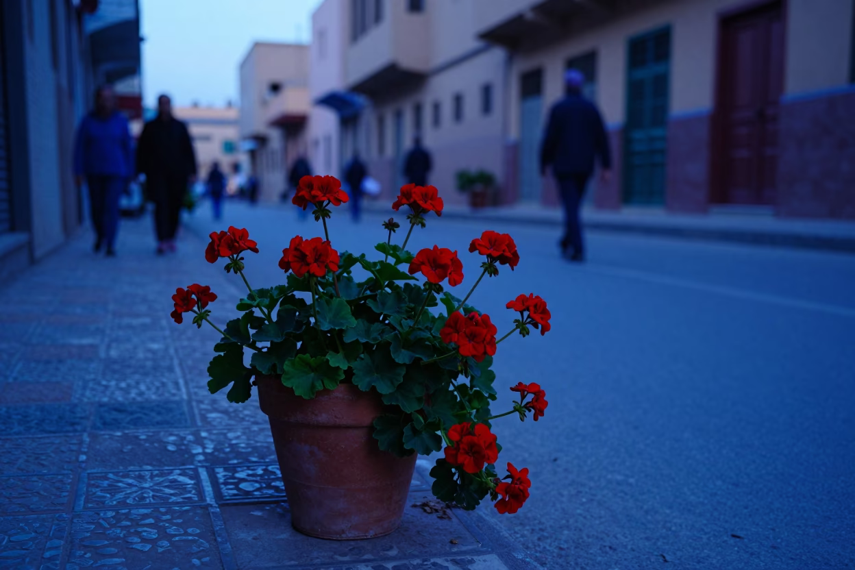 Early Morning Fez Morocco Street Scene with Red Geraniums and Traditional Architecture in in Fez, Morocco