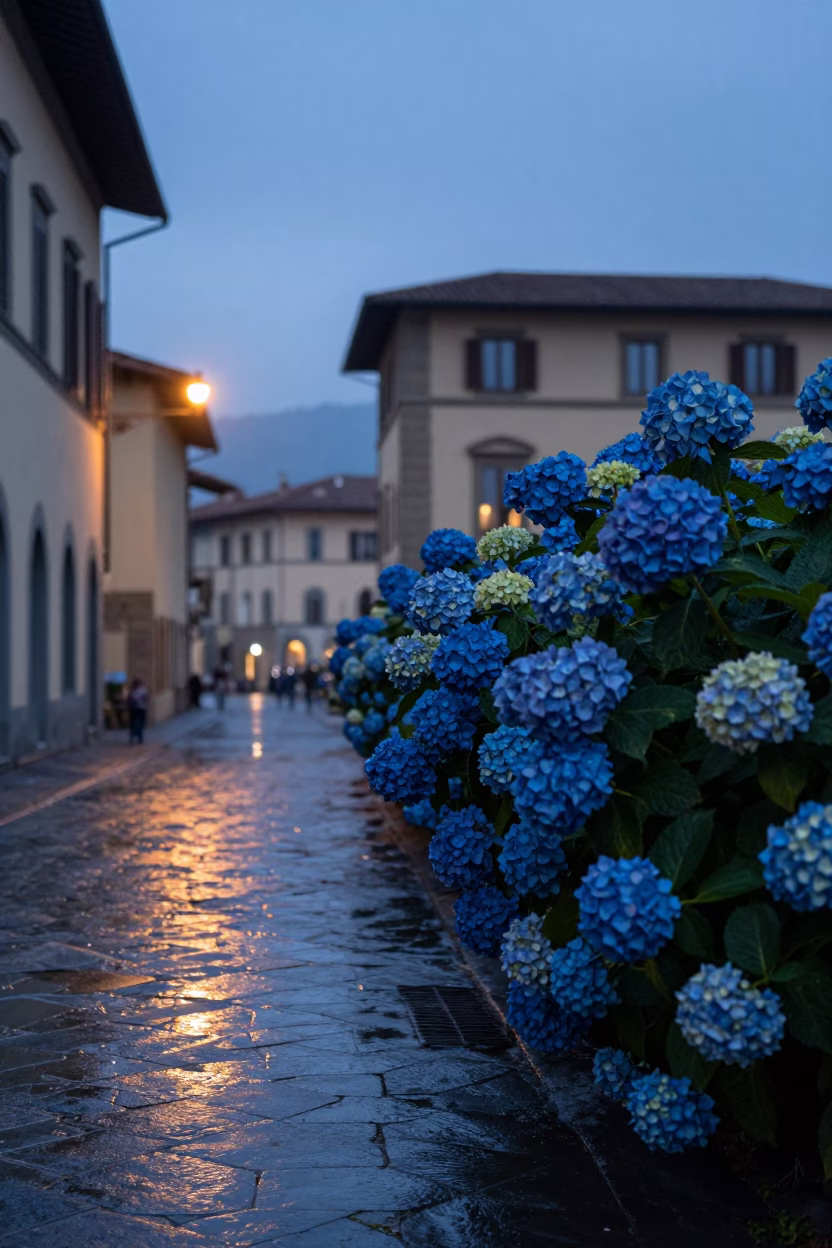 Early Morning Florence Italy Before Sunrise Street Scene with Hydrangeas in in Florence, Italy
