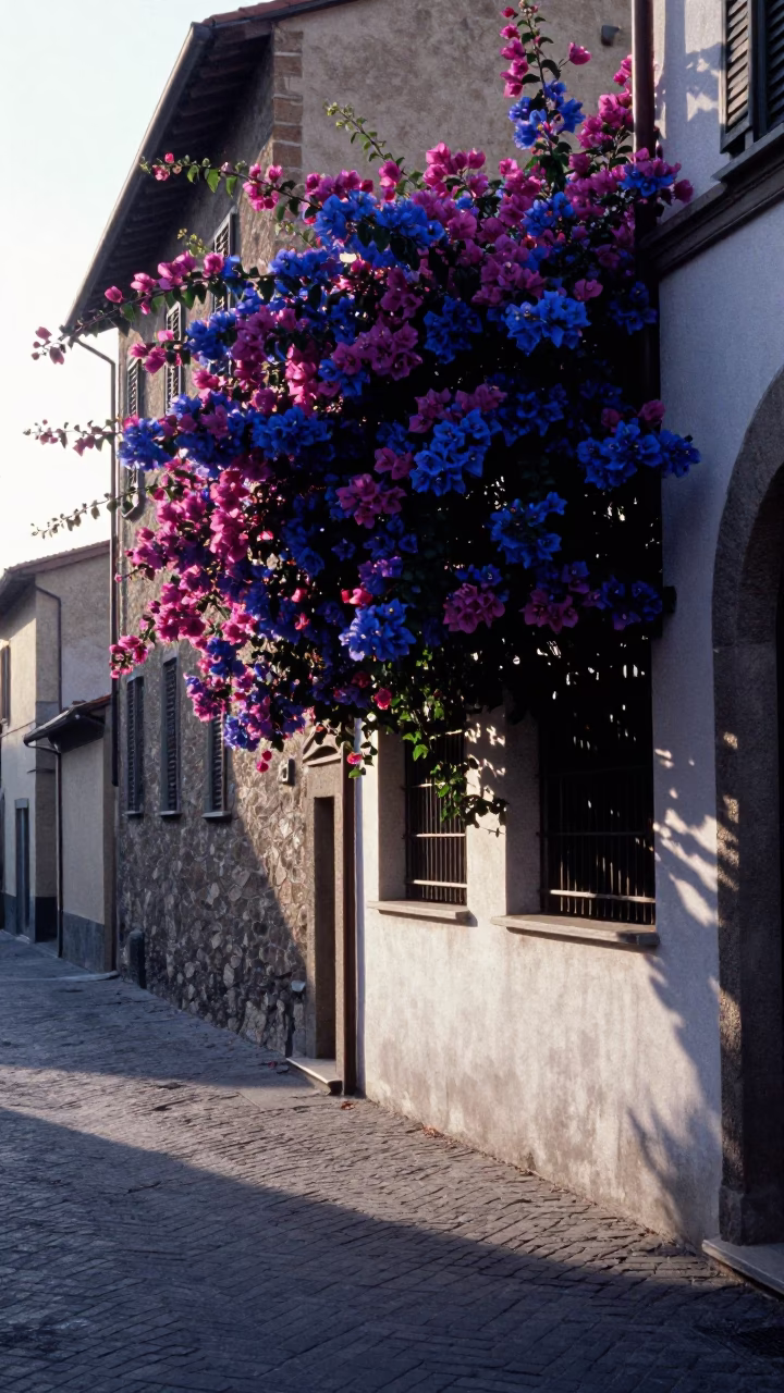 Early Morning Florence Street Scene with Bougainvillea and Blue White Porcelain in Tuscany Italy in in Florence, Italy