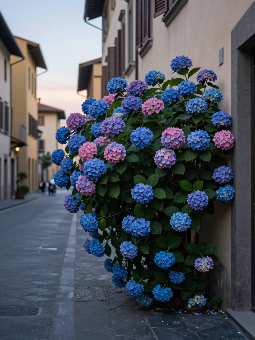 Early Morning Florence Street Scene with Hydrangea Bush and Wicker Shadow Before Sunrise in in Florence, Italy