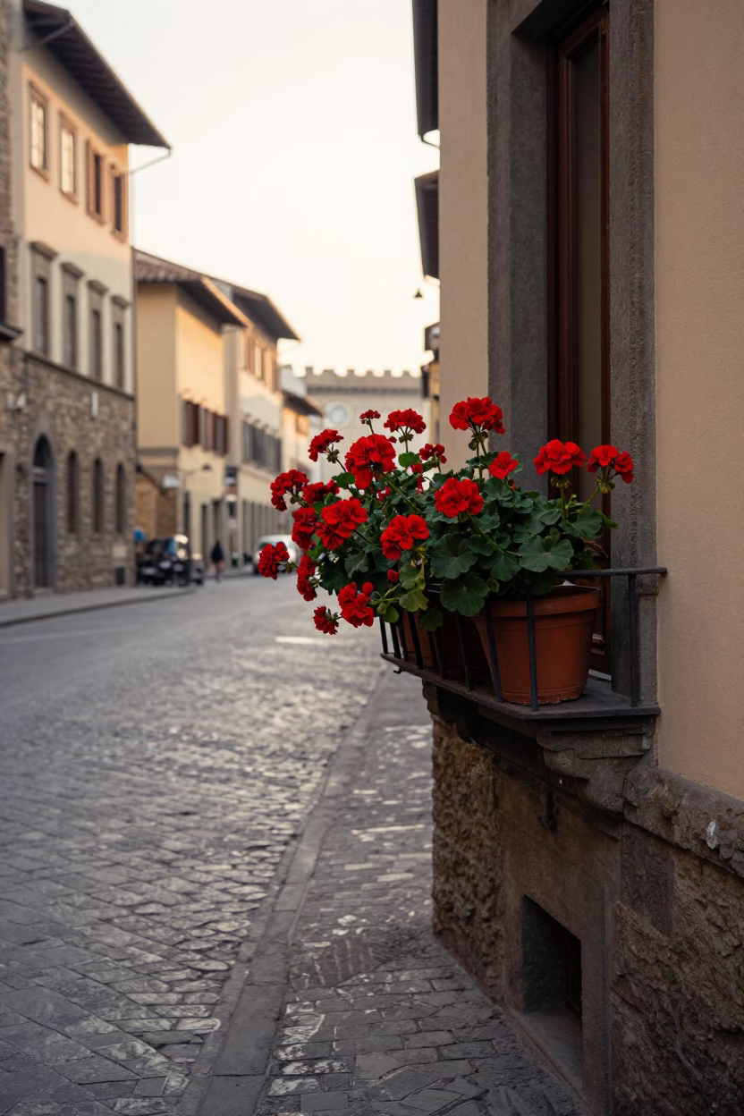 Early Morning Florence Street Scene with Potted Geraniums and Historic Architecture in in Florence, Italy