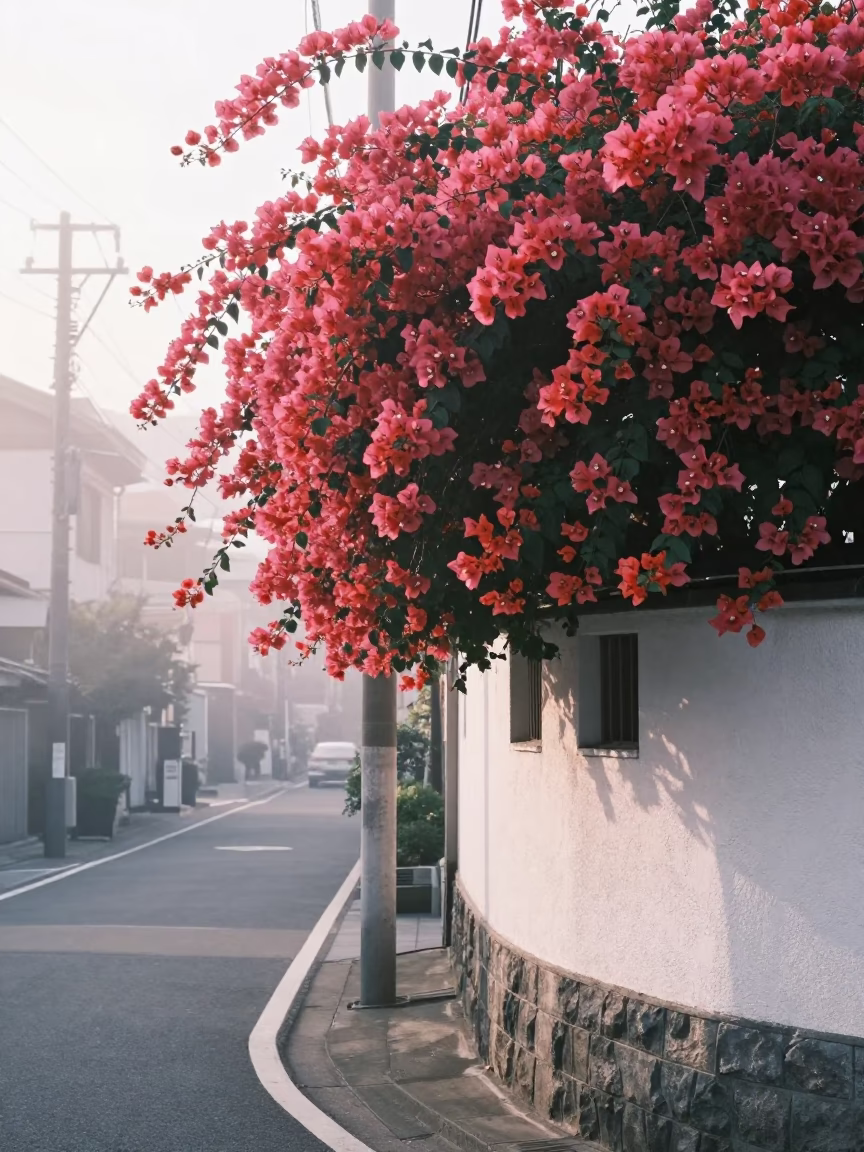 Early Morning Fukuoka Street Scene with Bougainvillea Cascade and Urban Detail in in Fukuoka, Japan