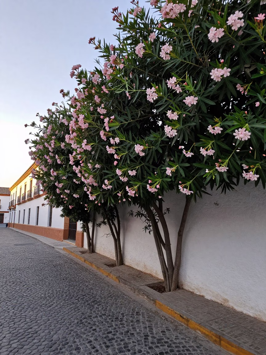 Early Morning Granada Street Scene with Oleander Hedge and Vintage Fashion in in Granada, Spain