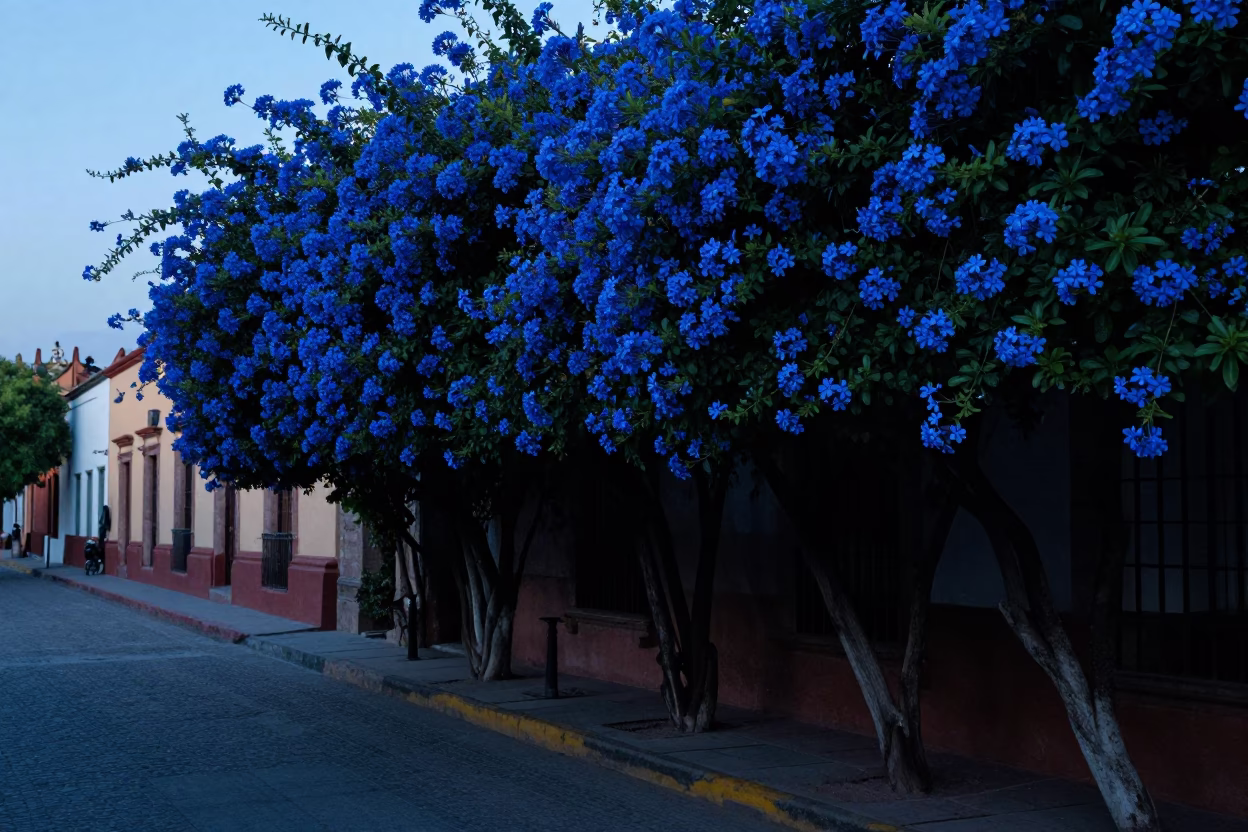 Early Morning Guadalajara Street Scene with Blue Plumbago Hedge and Majolica Plates in in Guadalajara, Mexico
