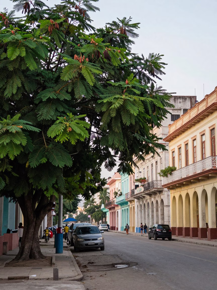 Early Morning Havana Street Scene with Tamarind Tree and Colorful Colonial Architecture in in Havana, Cuba