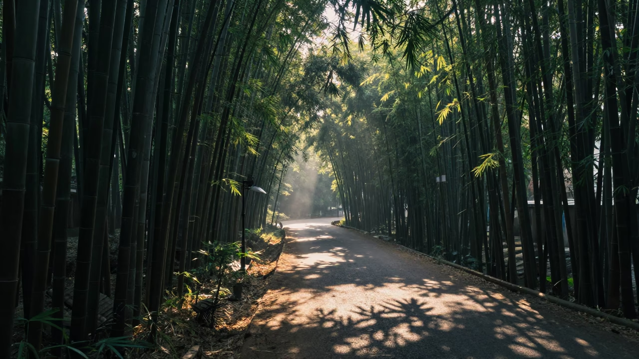 Early Morning Hyderabad Street Scene with Bamboo Forest Meditation Path and Leaf Shadows in in Hyderabad, India