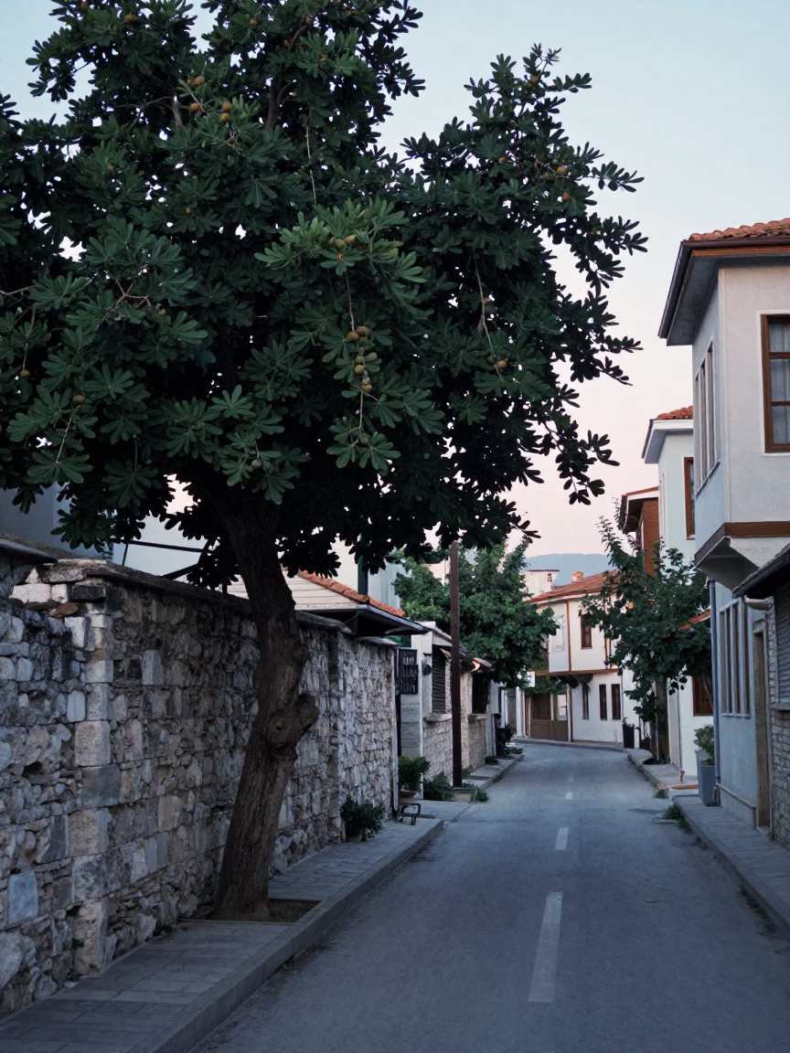 Early Morning Izmir Street Scene with Fig Tree and Vintage Cooking Pot in in Izmir, Turkey