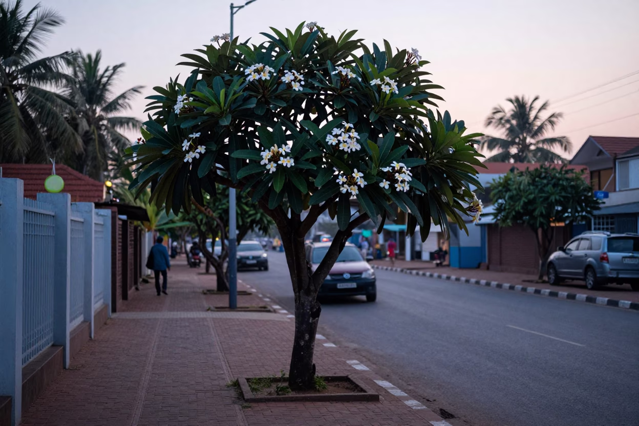 Early Morning Kochi Street Scene with Frangipani Tree and Local Life in in Kochi, India