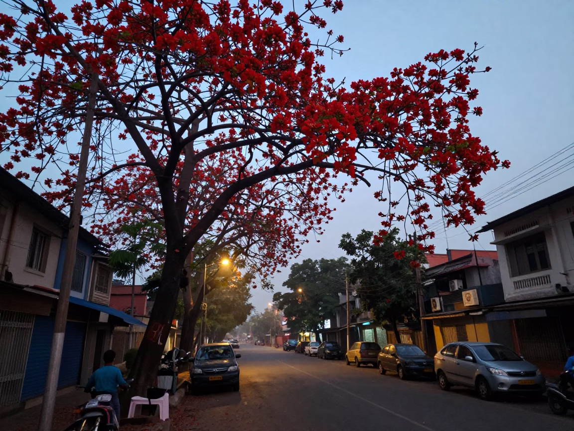 Early Morning Kolkata Street Scene with Flame Tree Bloom and Local Morning Routine in in Kolkata, India