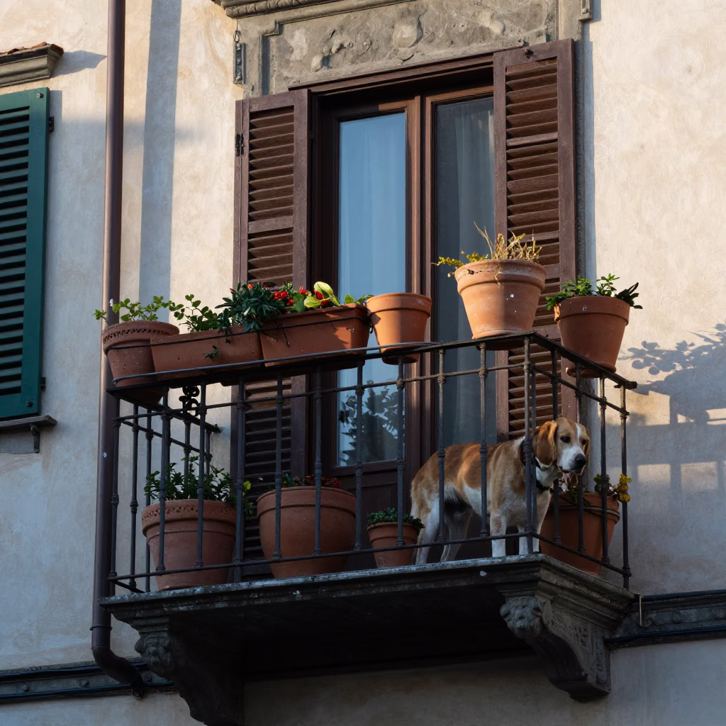 Early Morning Light on Dog in in Florence, Italy