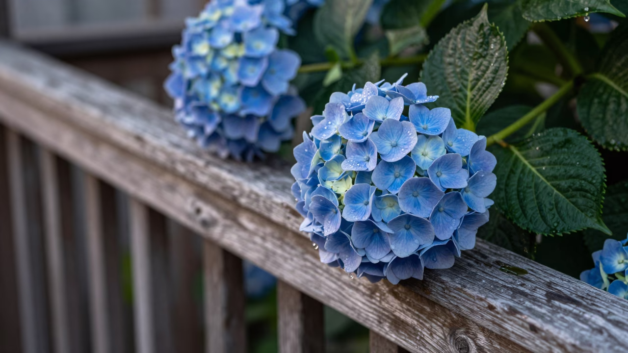 Early Morning Light on Hydrangeas in in Sydney, Australia