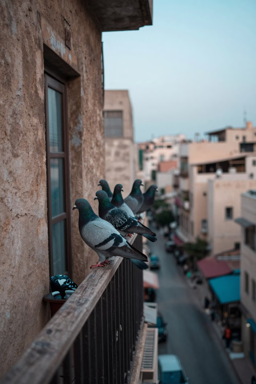 Early Morning Light on Pigeons in Beirut in in Beirut, Lebanon