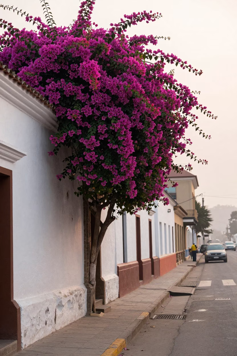 Early Morning Lima Peru Street Scene with Bougainvillea and Local Life in in Lima, Peru
