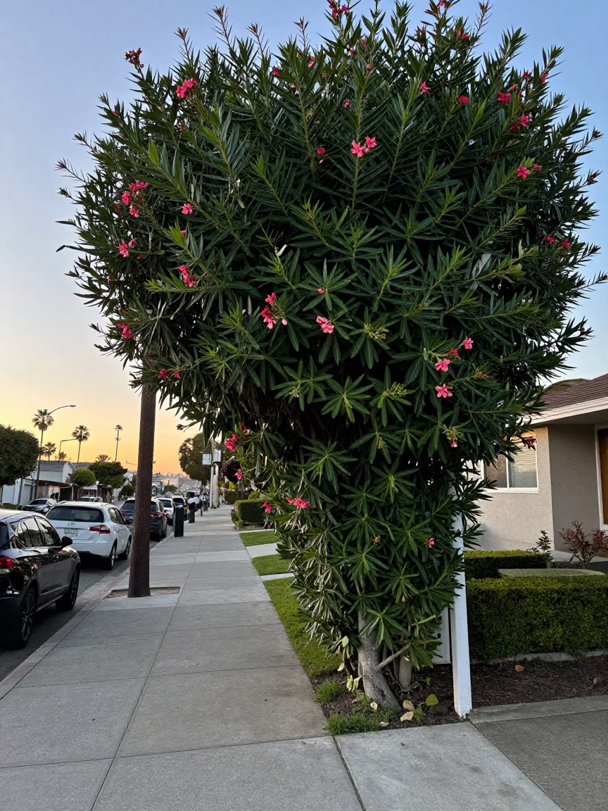 Early Morning Los Angeles Street Scene with Oleander Hedge and Urban Architecture in in Los Angeles, California, United States