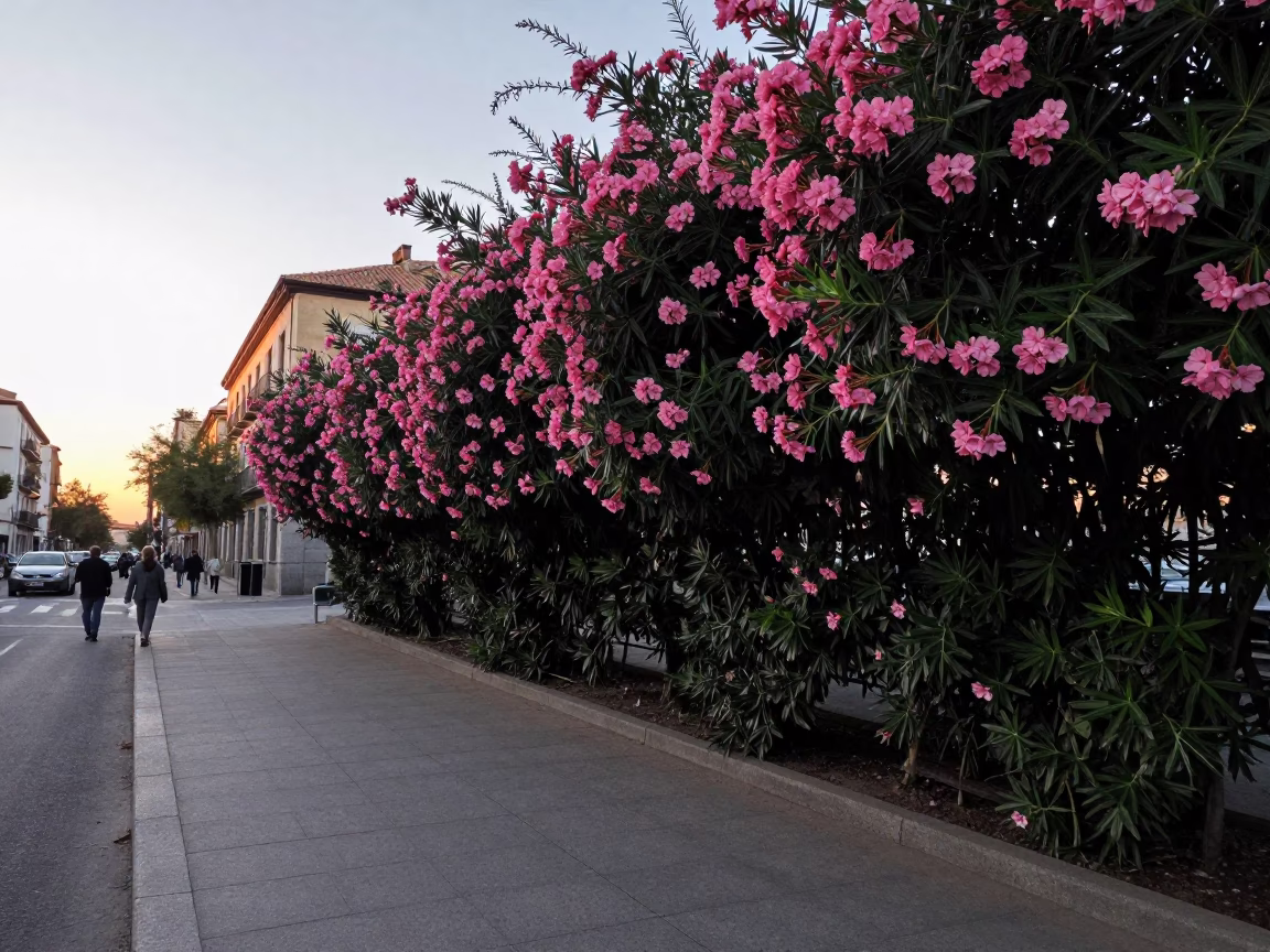 Early Morning Madrid Street Scene with Oleander Hedge and Fruit Vendor in in Madrid, Spain