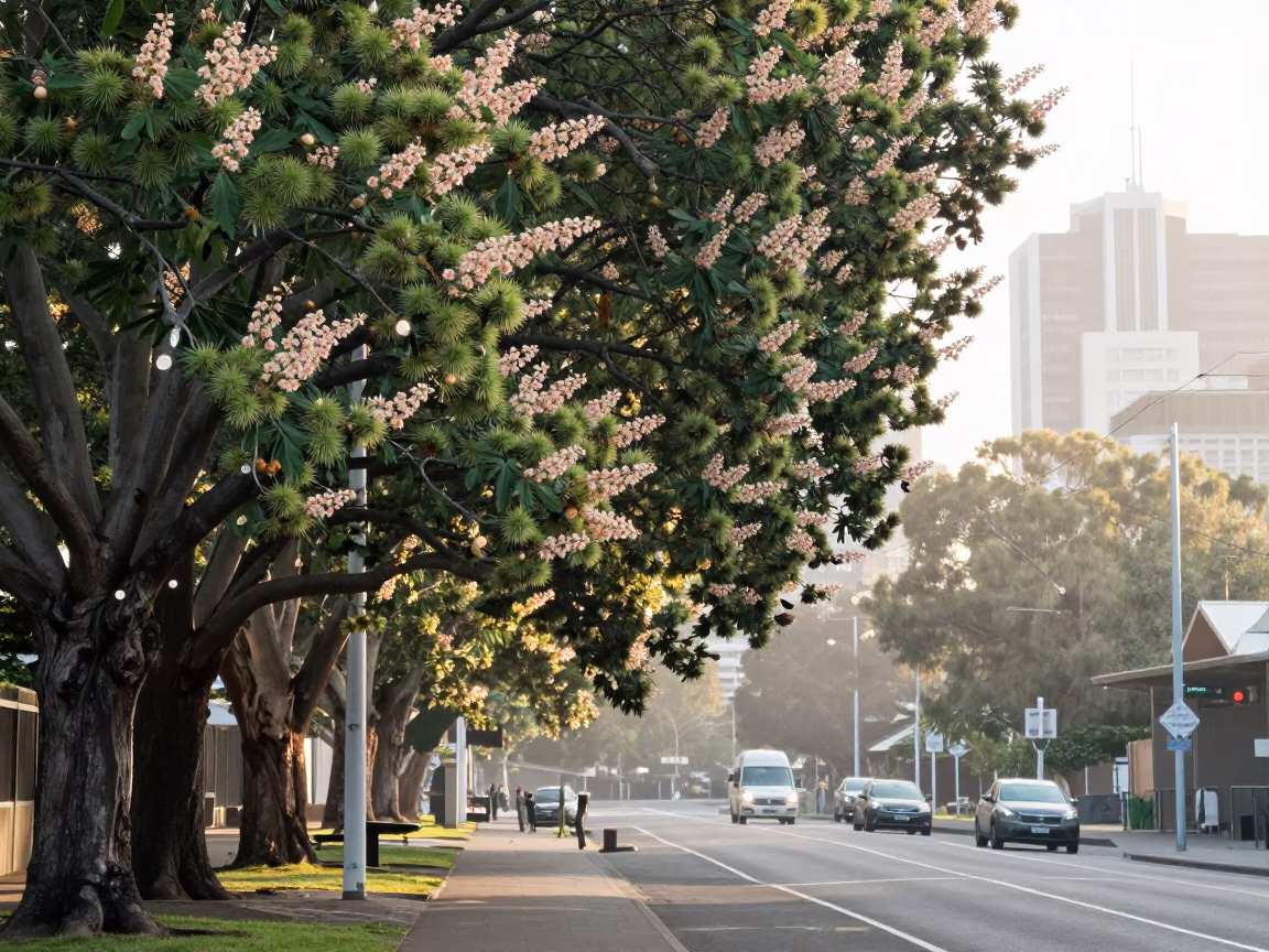 Early Morning Melbourne Street Scene with Chestnut Tree and Local Pedestrian in in Melbourne, Victoria, Australia
