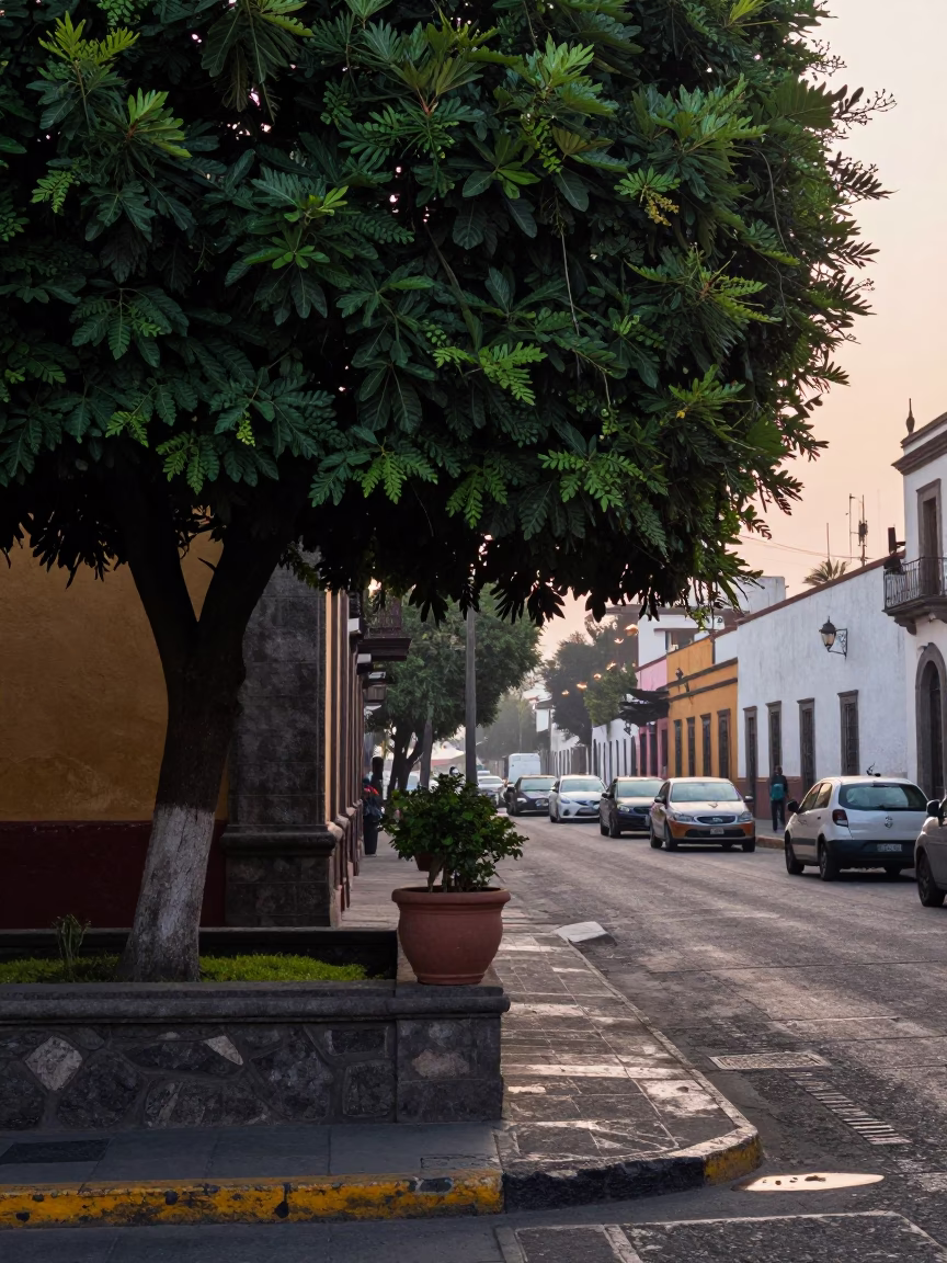 Early Morning Mexico City Street Scene with Fig Tree and Flowerpot in in Mexico City, Mexico