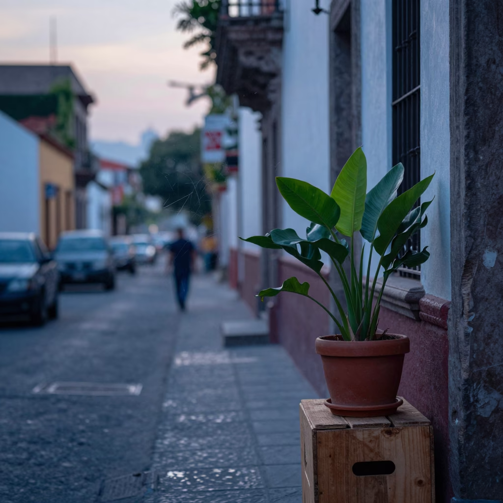 Early Morning Mexico City Street Scene with Twine Fibers and Houseplant in in Mexico City, Mexico