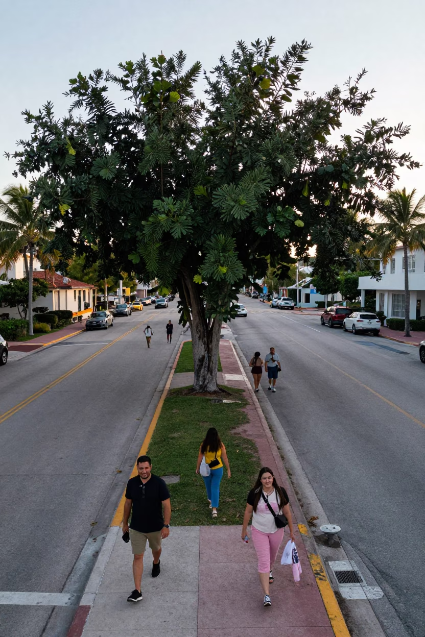 Early Morning Miami Florida Street Scene with Banyan Tree Aerial Roots and Local Pedestrians in in Miami, Florida, United States