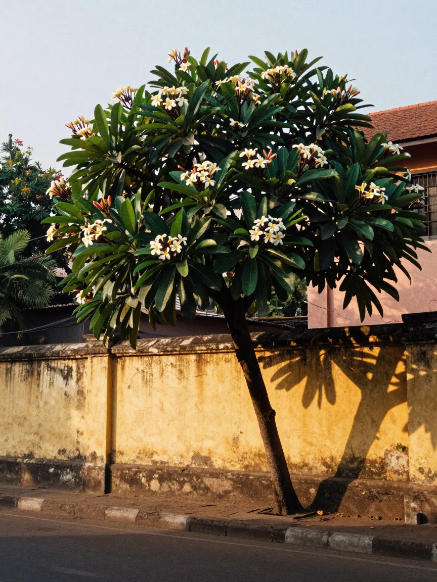 Early Morning Mumbai Street Scene with Frangipani Tree and Bananas in in Mumbai, India