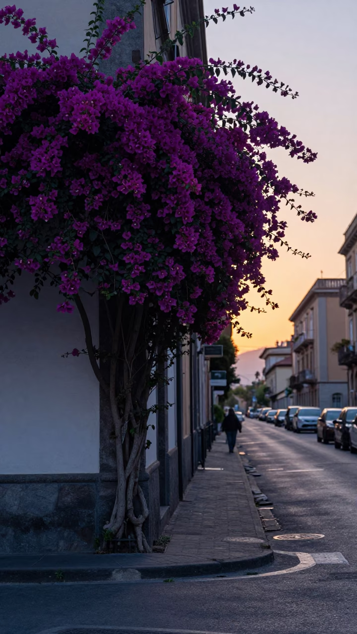 Early Morning Naples Street Scene with Bougainvillea and Morning Light in in Naples, Italy