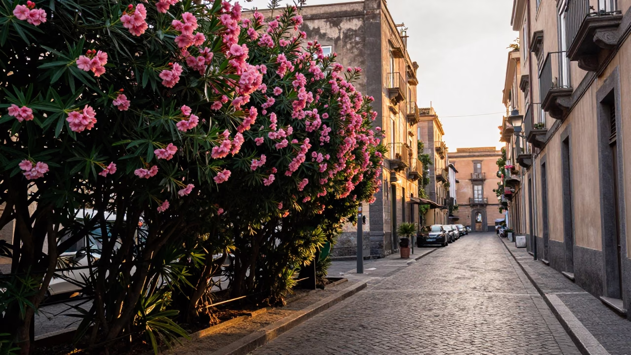Early Morning Naples Street Scene with Oleander Hedge and Local Market Details in in Naples, Italy