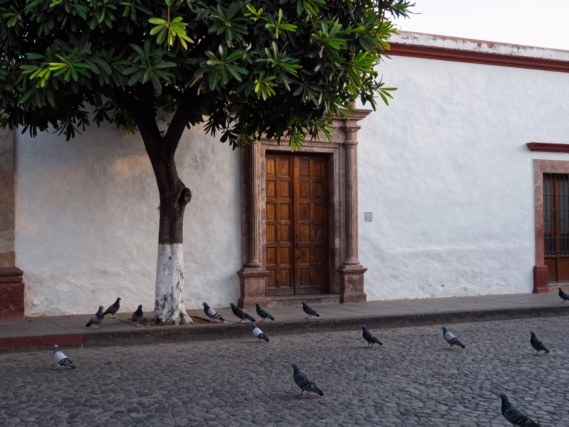 Early Morning Oaxaca Street Scene with Pigeons and Avocado Tree in in Oaxaca, Mexico