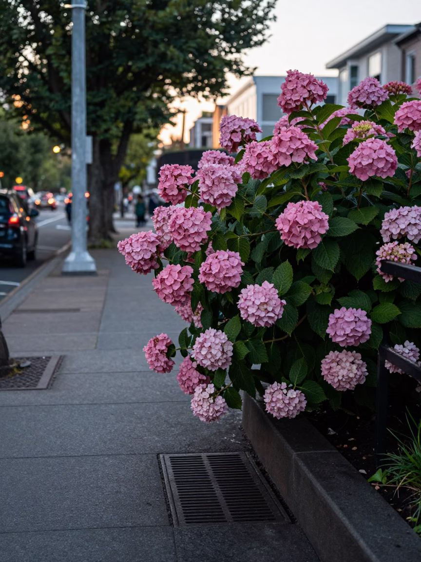 Early Morning Portland Street Scene with Hydrangea Bush and Storm Drain Outflow in in Portland, Oregon, United States