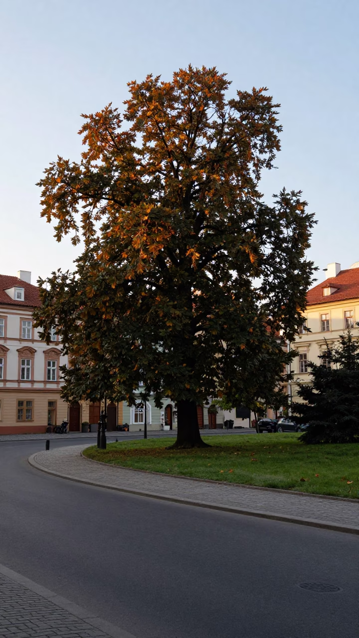Early Morning Prague Street Scene with Copper Beech Tree and Fresh Pastries in in Prague, Czech Republic