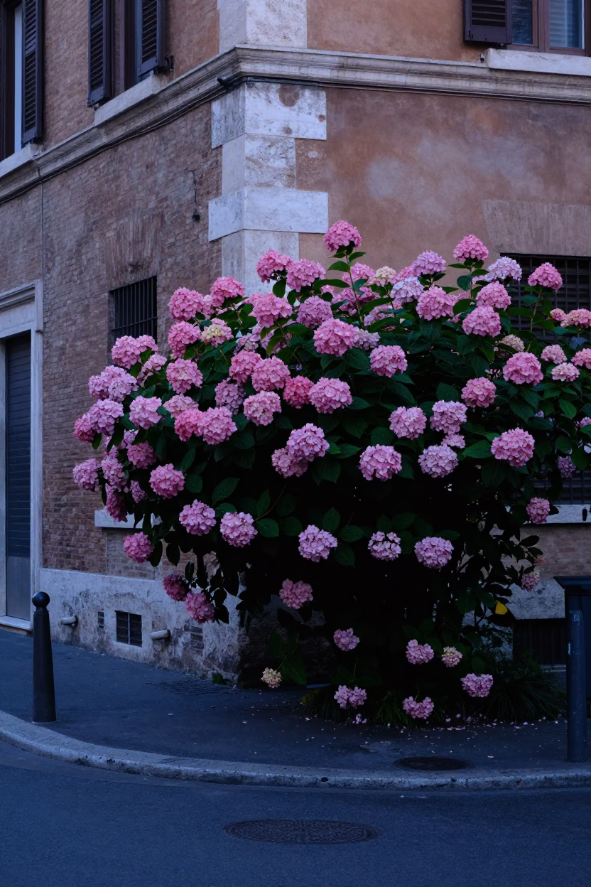 Early Morning Rome Street Scene with Hydrangea Bush and Brick Building in in Rome, Italy
