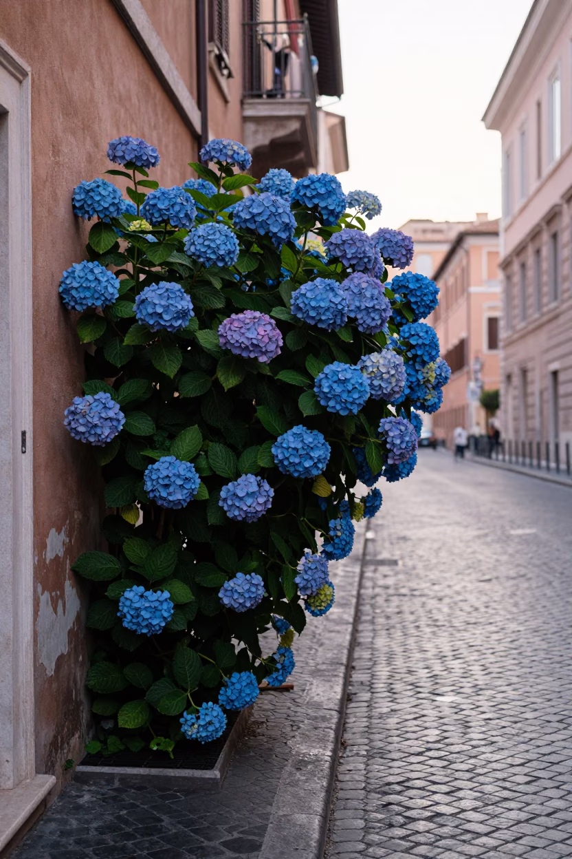 Early Morning Rome Street Scene with Hydrangea Bush and Wicker Shadow in in Rome, Italy