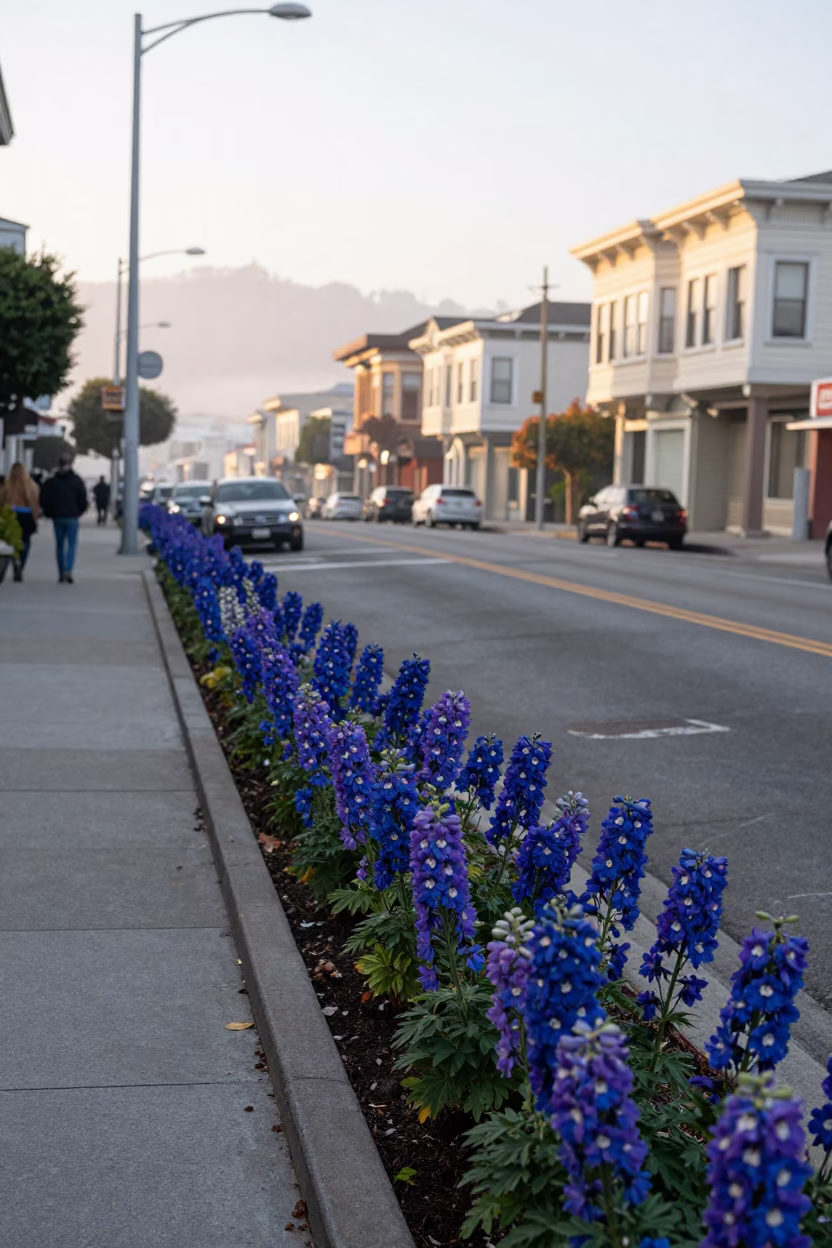 Early Morning San Francisco Street Scene with Delphinium Border and Urban Architecture in in San Francisco, California, United States