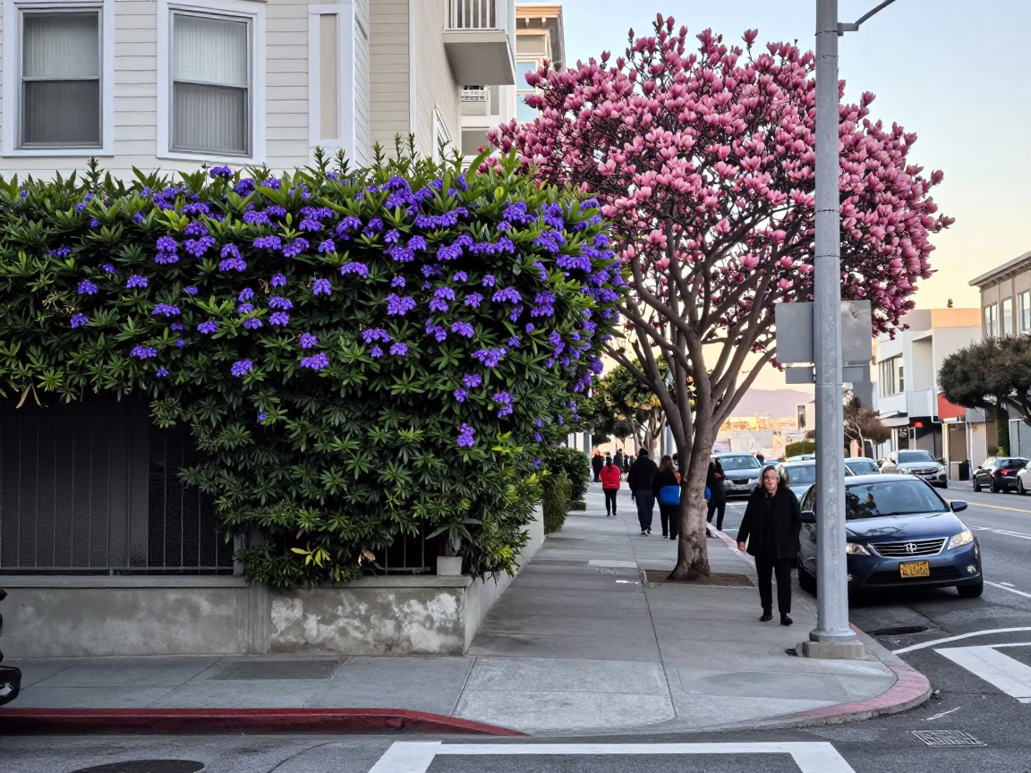 Early Morning San Francisco Street Scene with Plumbago Hedge and Magnolia Bloom in in San Francisco, California, United States