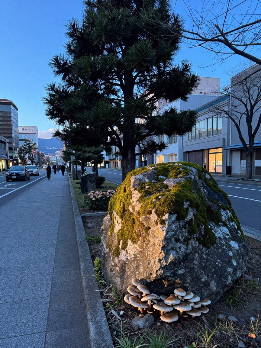 Early Morning Sapporo Street Scene with Cedar Tree and Cyclist in in Sapporo, Japan