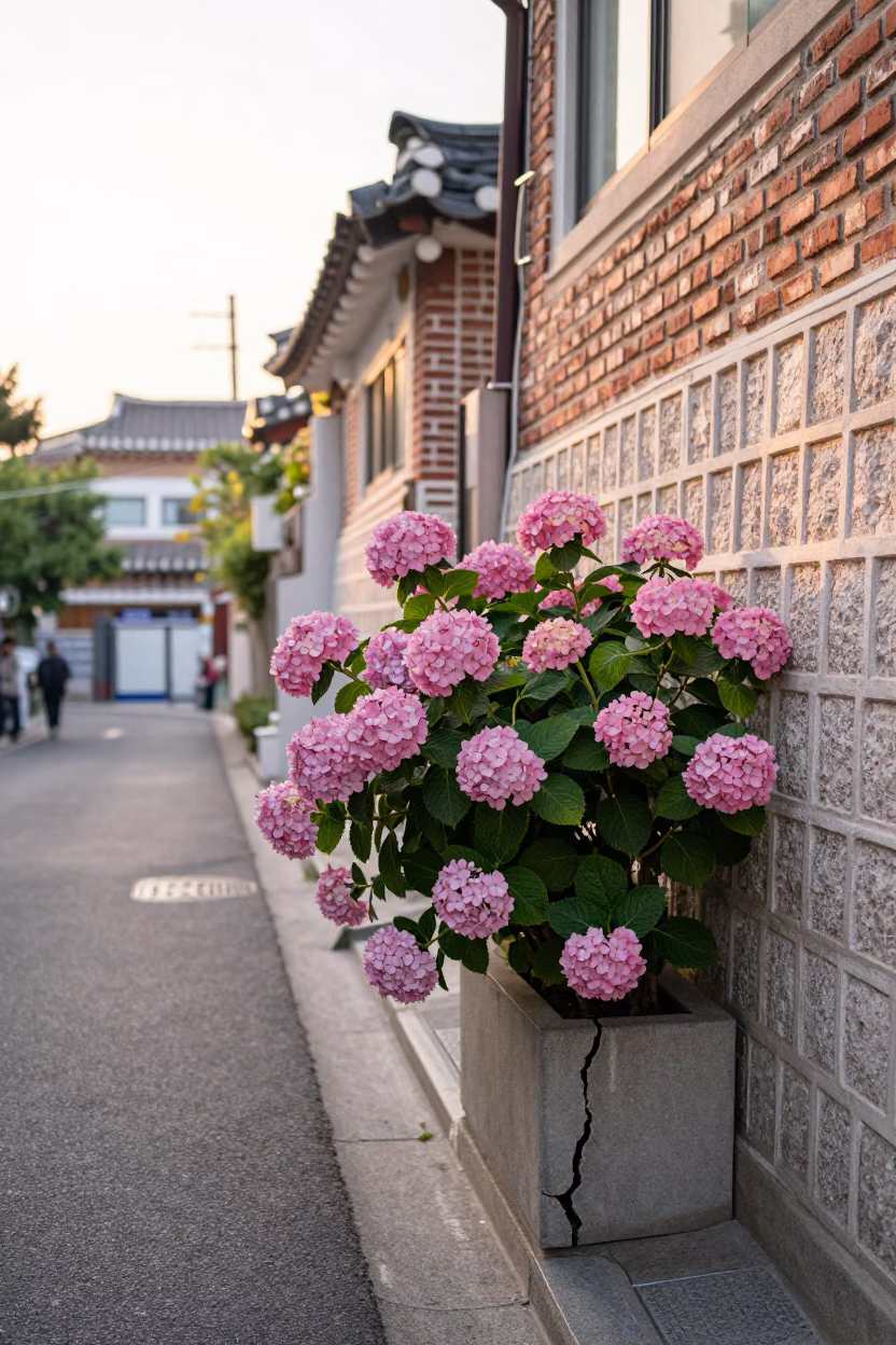 Early Morning Seoul Street Scene with Hydrangea Bush and Vintage Bicycle at Dawn in in Seoul, South Korea